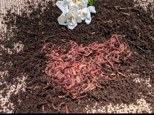 200 live red wiggler worms - 200,