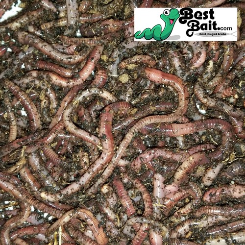 Large panfish worms european - panfish,
