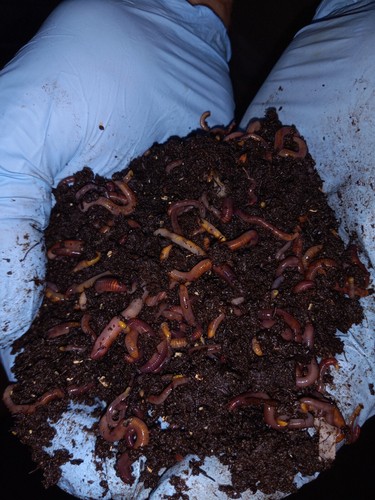 Earth friendly fresh out of - earth,
