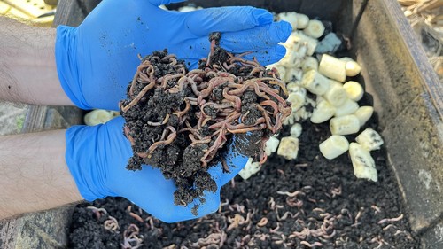 200 red wiggler composting - 200,