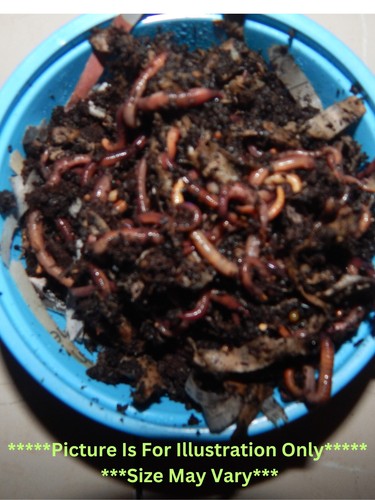 Compost worm mix - compost, /