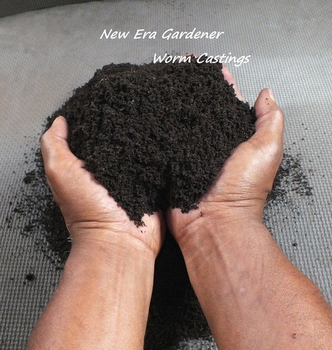 Fresh organic worm casting - organic,