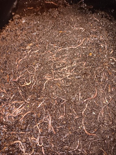 Red wiggler compost worms - wiggler,