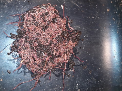 Compost worms galore bed - worms, galore!