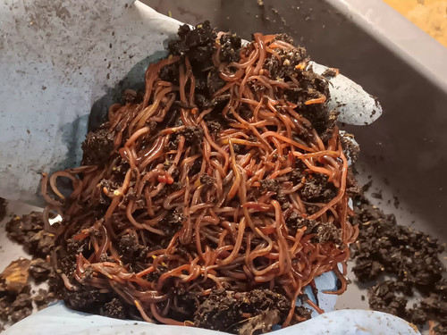 Red wigglers worm - worm, blend