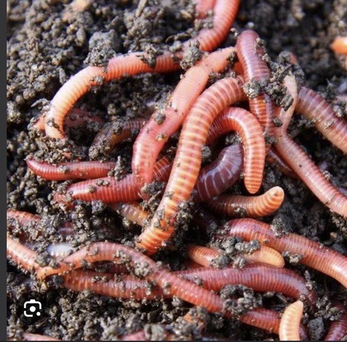 100 live red wiggler - live,