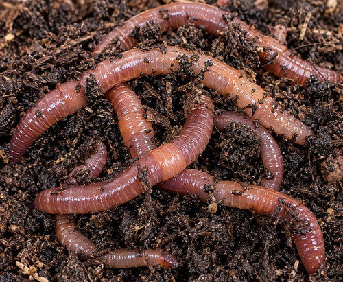 Desi composting worms - desi's,