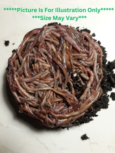 Red wiggler compost worms - compost,