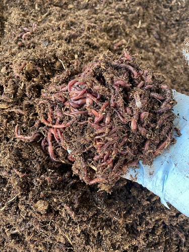 1lb red composting - red,