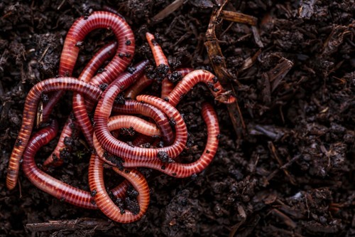 Red wiggler composting - red,