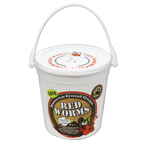 Compost live red worms - compost,